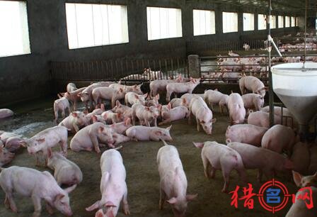 养猪厂起名大全
