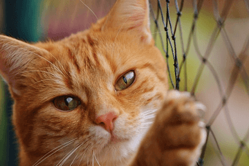 好听的猫咪名字100个