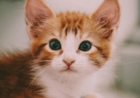 好听顺口的猫名字