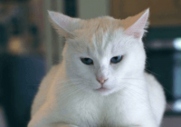 好听洋气的宠物名字