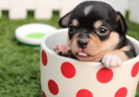 可爱另类宠物名字大全