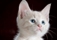 公猫咪高贵洋气的名字