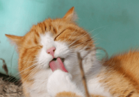 男猫咪高贵洋气的名字