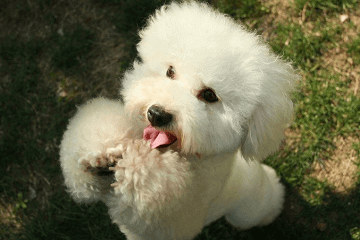 母狗狗好听的独特名字 猎名网