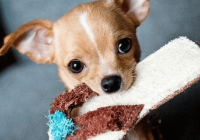 可爱又沙雕的宠物名字