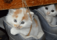 乖巧可爱的猫咪名字