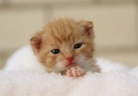 可爱的小猫咪名字