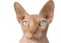 寓意好的猫咪名字