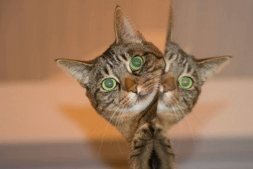 寓意好的猫咪名字