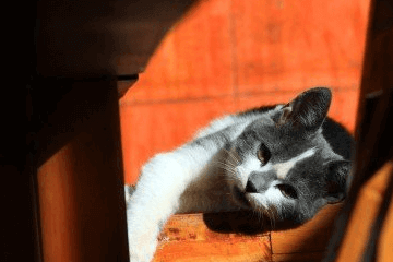 寓意好的猫咪名字