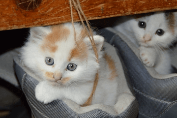 寓意好的猫咪名字