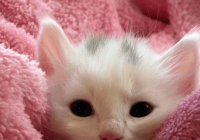 奶凶奶凶的宠物名字