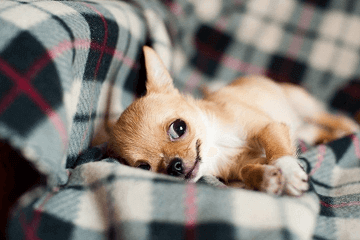 既搞笑又土气的名字宠物