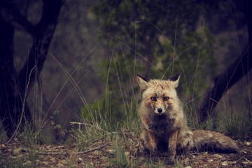 既搞笑又土气的名字宠物